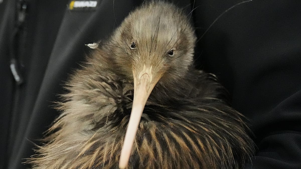 Video. Kiwi birds return to New Zealand's capital after a century away