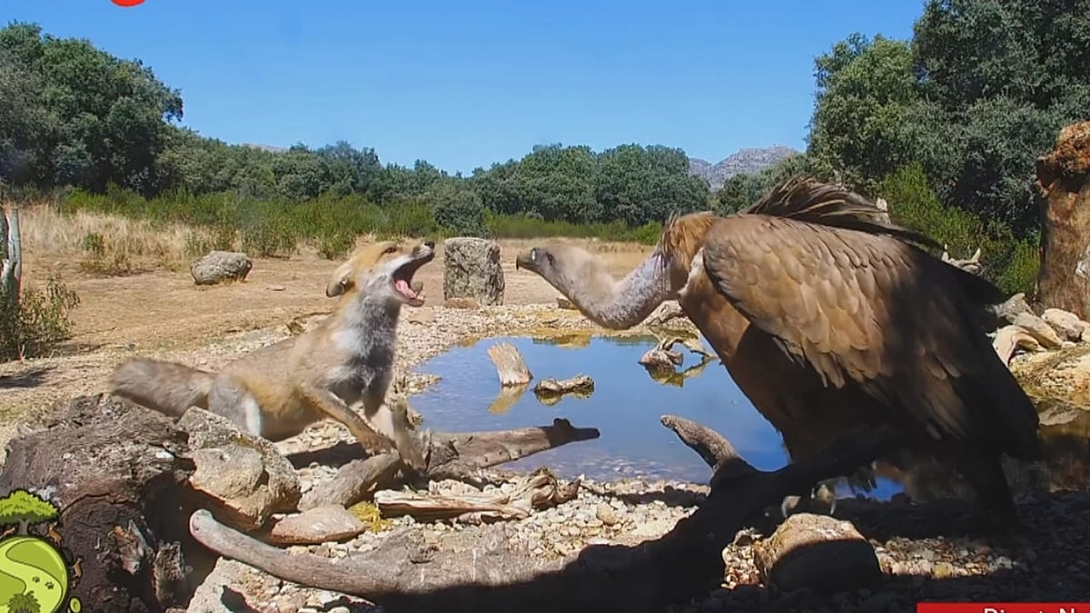 Wildlife webcams: Why fans love the drama of wild animals in their natural habitats