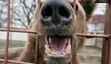 Video. Brown bears rescued from harsh captivity conditions in Armenia