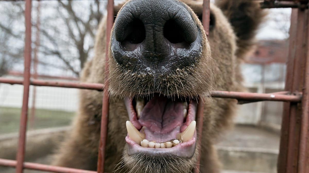 Video. Brown bears rescued from harsh captivity conditions in Armenia