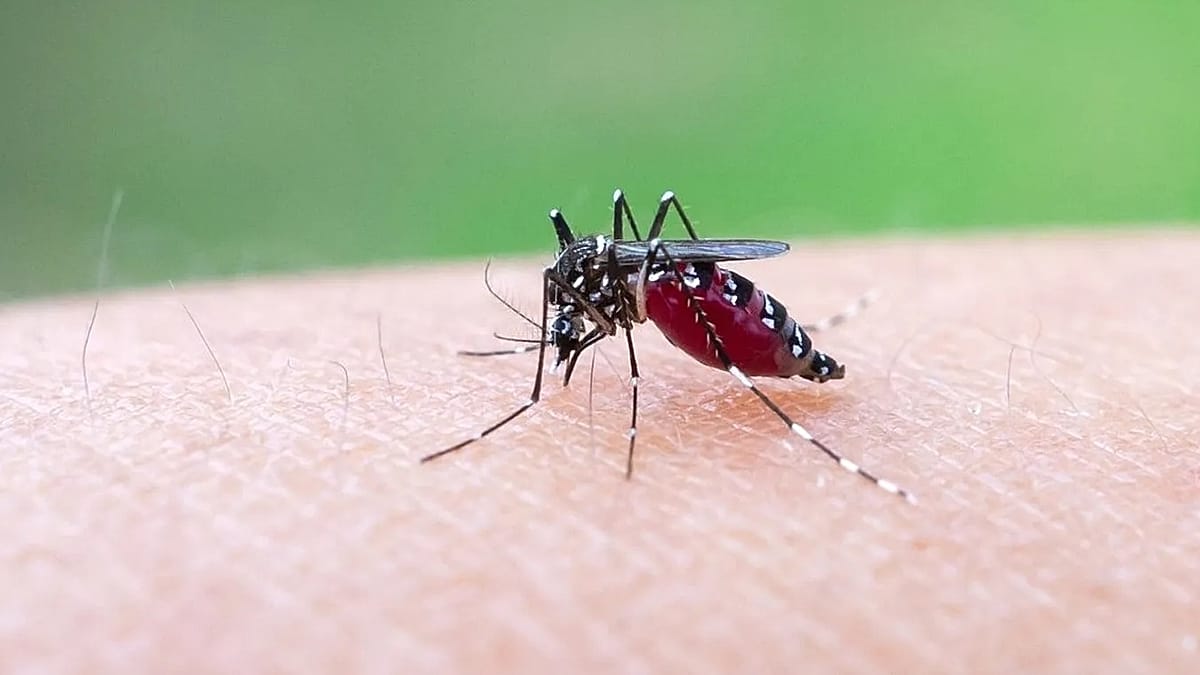 Europe could become a chikungunya virus hotspot as heat expands mosquito habitats