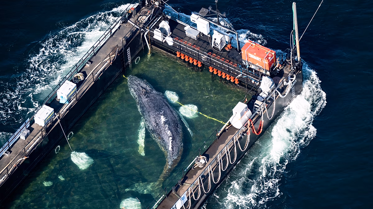 Timmy the stranded whale is finally on his way home thanks to entrepreneur-funded rescue