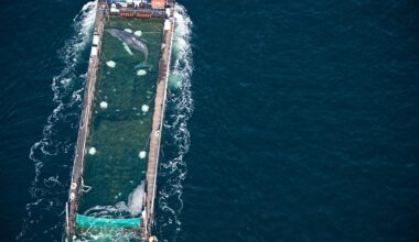 Timmy the humpback whale is presumed to have died after being released into a shipping lane