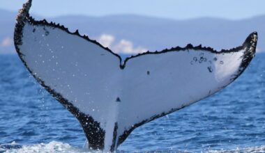 Humpback Whale's 9.4K-Mile Trek Sets Migration Record