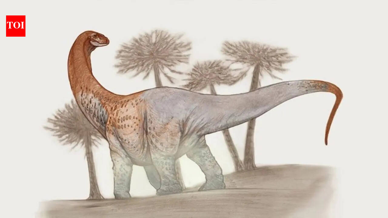 Colossal Dinosaur: Meet Chucarosaurus: The colossal dinosaur so massive its fossils cracked roads; now reshaping the story of the Titanosaurs