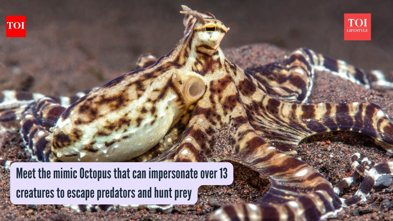Mimic Octopus: Meet the mimic Octopus that can impersonate over 13 creatures to escape predators and hunt prey