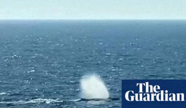 Rescuers release humpback whale that was stranded off German coast | Whales