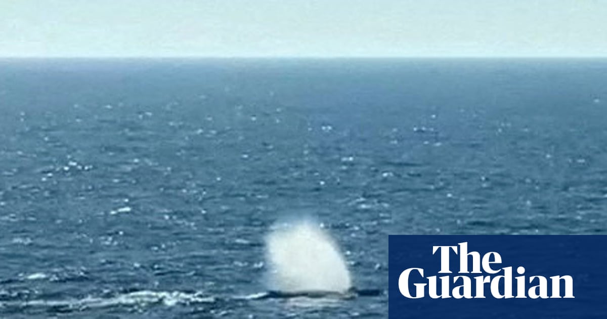 Rescuers release humpback whale that was stranded off German coast | Whales