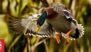 Fish and Game not concerned about vigilantes flying drones at duck hunters