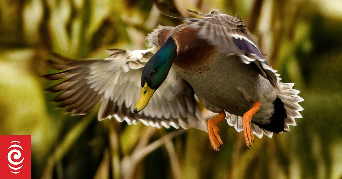 Fish and Game not concerned about vigilantes flying drones at duck hunters