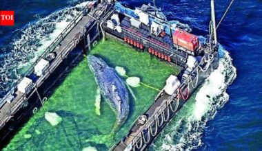 'Timmy' the stranded whale rescued, returned to North Sea
