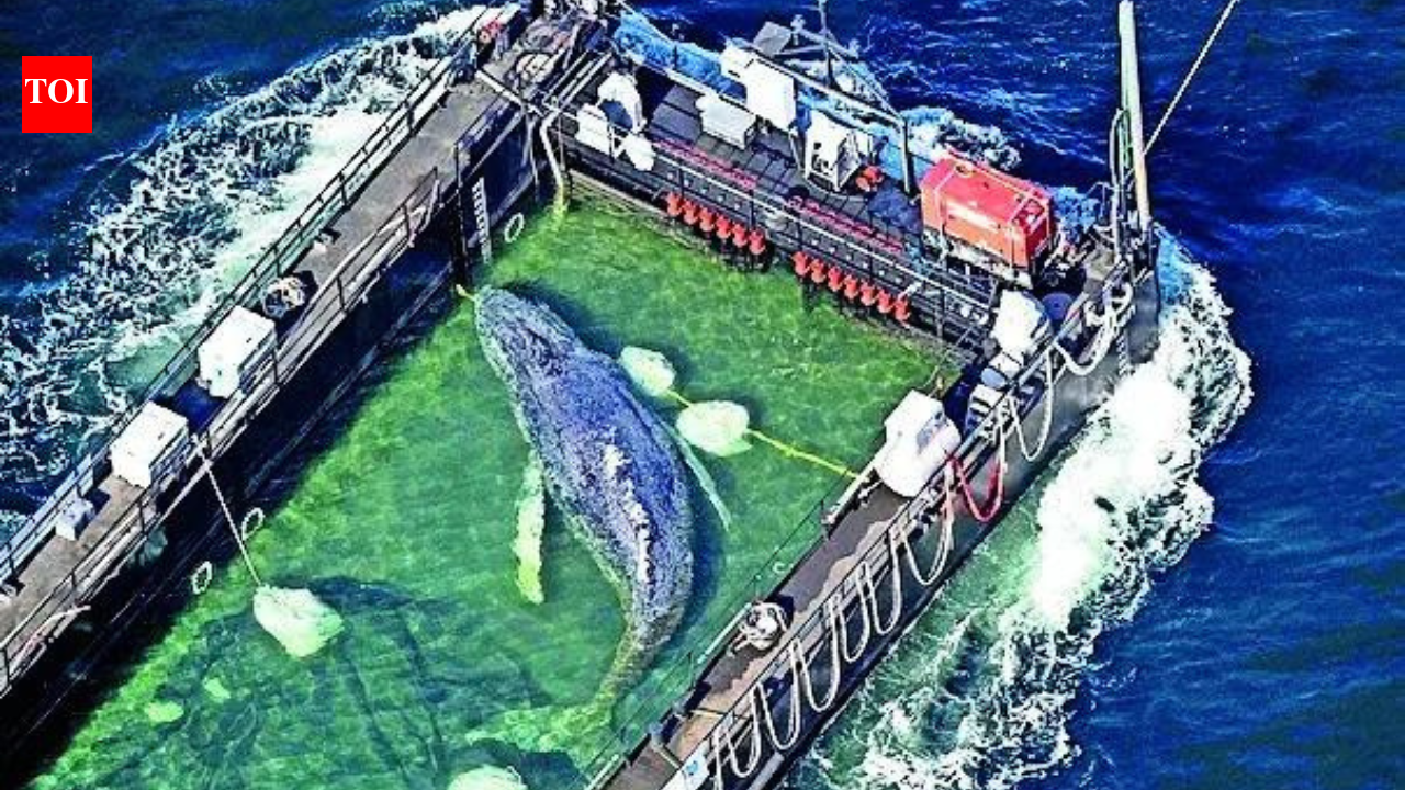 'Timmy' the stranded whale rescued, returned to North Sea