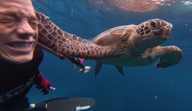 'I got slapped by a turtle': Diver shares underwater wild encounter, says 'This was getting crazy'