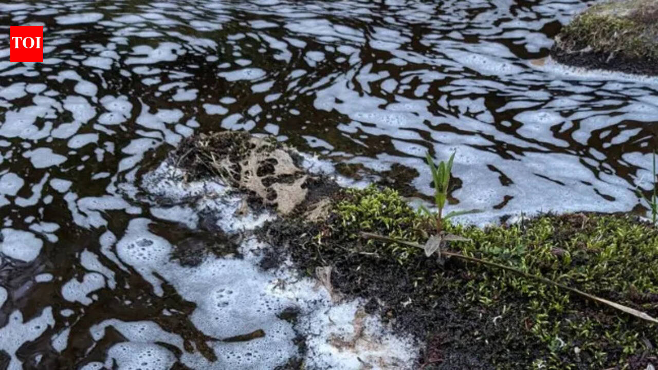 River pollution in Moray leads to fish and bird deaths in environmental disaster