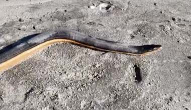 VIDEO: Yellow-bellied sea snake found washed up on New Zealand beach