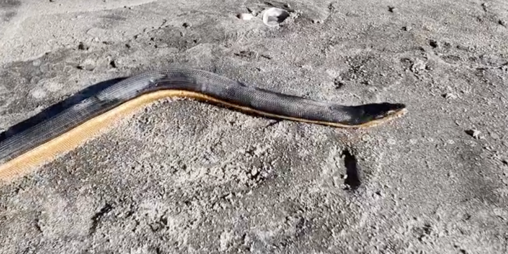 VIDEO: Yellow-bellied sea snake found washed up on New Zealand beach
