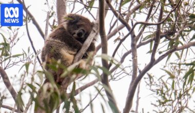 'Dimpled' koalas lived on Australia's west coast until eucalypt forests collapsed