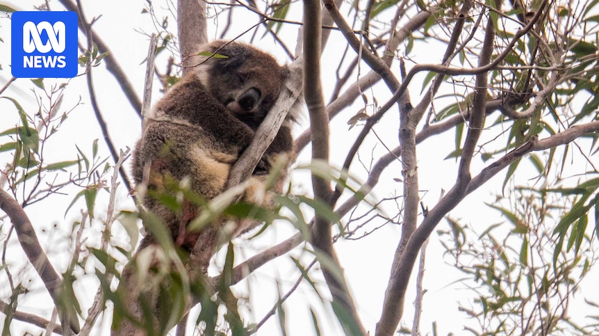 'Dimpled' koalas lived on Australia's west coast until eucalypt forests collapsed