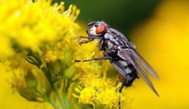 How insect brains could spark next AI revolution