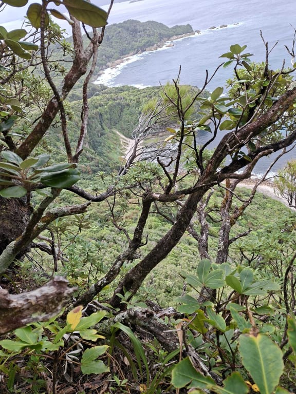 A portrait photo through some trees down to a coastline far below. It's obvious that there is a steep drop of into the trees below.