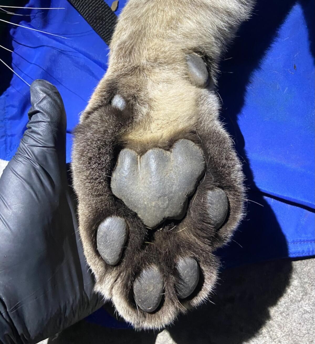 A Fish and Wildlife employee holds the paw of the sedated adult mountain lion.