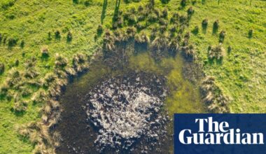 From V2 rocket-scarred London to Ukraine: how nature thrives in bomb craters | Ukraine