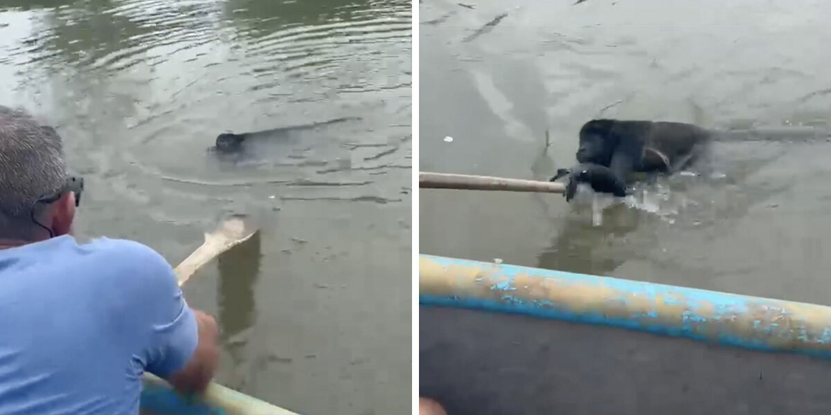 Fisherman Spots Movement In The Water — Then Little Hands Reach Out For Help