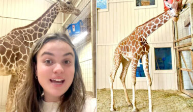 Tourists Are Traveling Hours to Wake Up Next to a Giraffe in 23-Year-Old's One-of-a-Kind Airbnb (Exclusive)