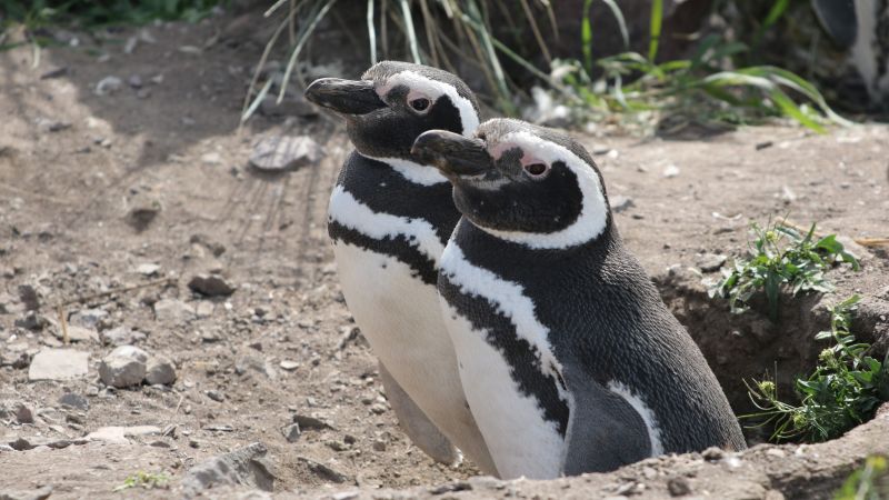 Penguins are helping scientists track ‘forever chemicals’ in Patagonia