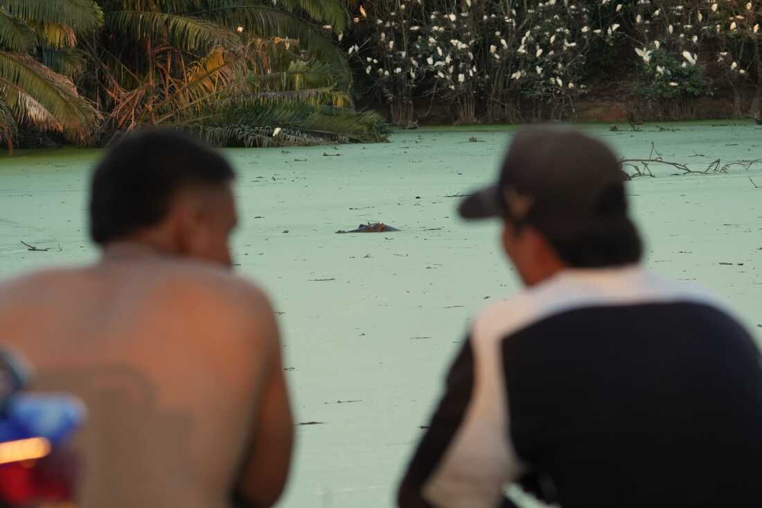 Locals relax as they watch hippos floating in a lake near Doradal, Colombia, April 23