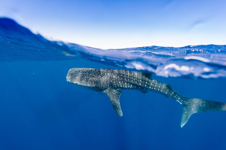 Whale Sharks in Western Australia