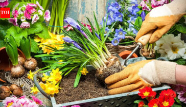 5 gardening tips to try in Google Search to make your plants thrive in UK