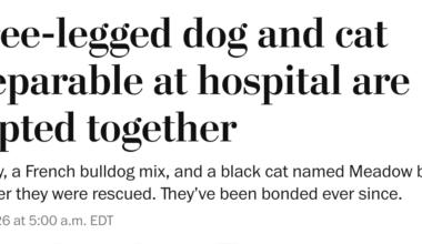 Male lion illegally sold as cub is reunited with parents; three-legged cat and three-legged dog adopted together; Taylor Swift and her cats; and lagniappe – Why Evolution Is True