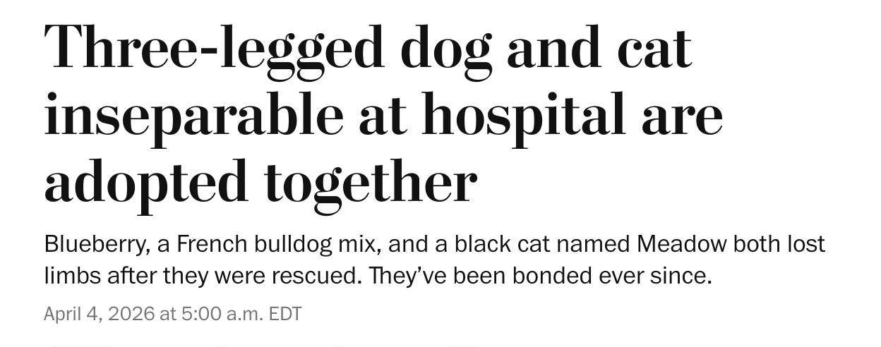 Male lion illegally sold as cub is reunited with parents; three-legged cat and three-legged dog adopted together; Taylor Swift and her cats; and lagniappe – Why Evolution Is True