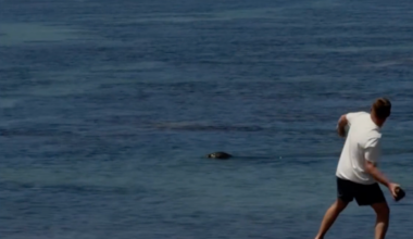 Tourist yells ‘I’m rich’ after beachgoers beg him to stop attacking endangered seal — before he’s detained