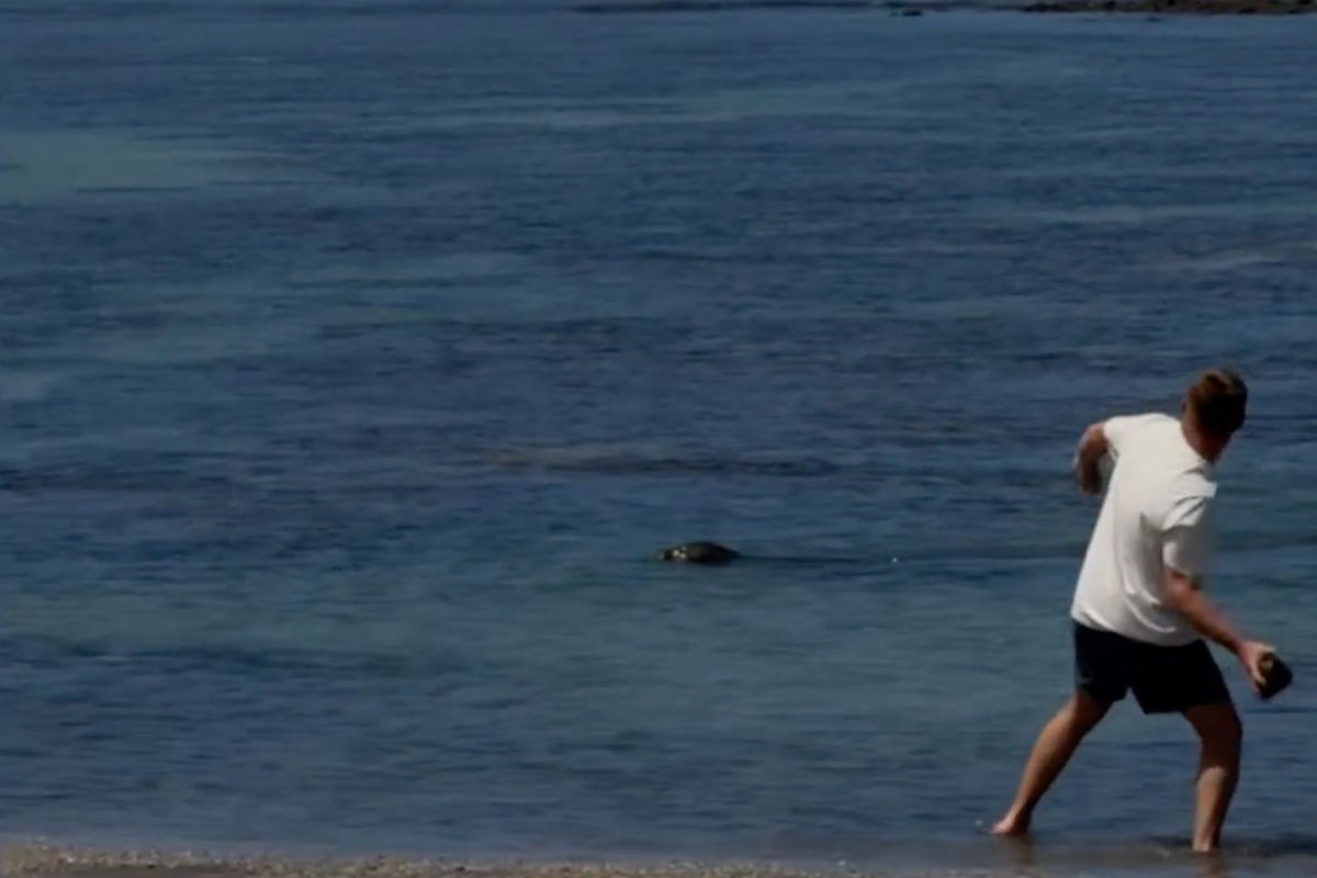 Tourist yells ‘I’m rich’ after beachgoers beg him to stop attacking endangered seal — before he’s detained