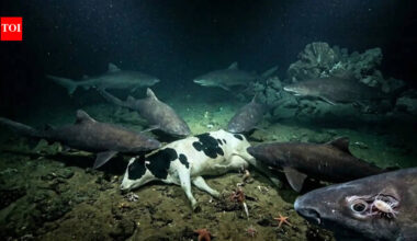 South China Sea mystery: Giant sharks appear after scientists sink cow carcass 1,600 meters deep | World News