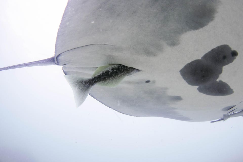 20210710-Manta 112_Remora cloaca(1)