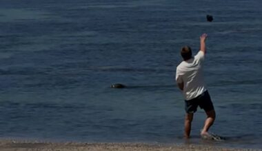 Hawaii ‘Lani’ monk seal: US agents arrest tourist after video shows a rock hurled at endangered animal