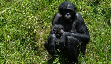 Orphaned bonobos find sanctuary in Congo from poachers and bushmeat trade