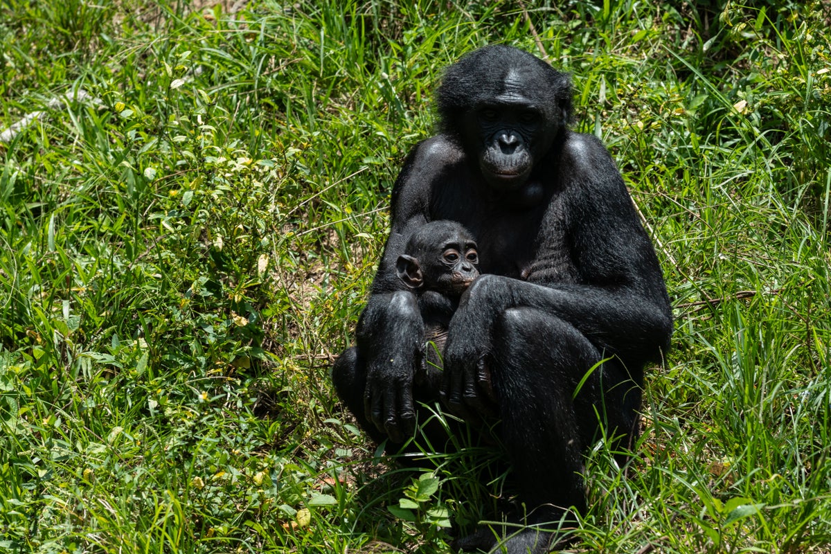 Orphaned bonobos find sanctuary in Congo from poachers and bushmeat trade
