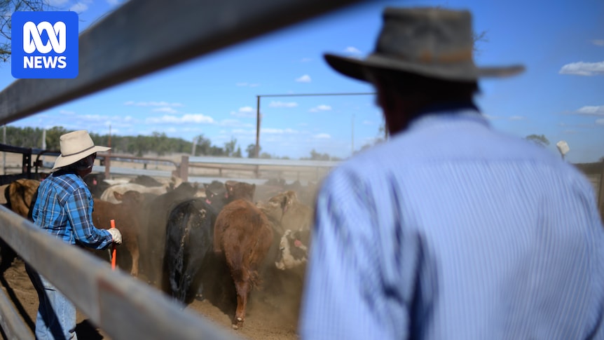 Calls for drought declaration as southern Queensland graziers begin to destock