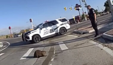 Police Plead With Stubborn Beaver Refusing To Leave The Road