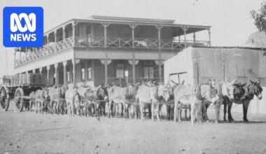 How WA's once-revered donkeys became 'nuisance' pests and canned meat