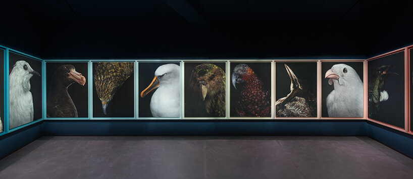 museum-held birds become portraits of ecological loss at new zealand pavilion in venice - 2
