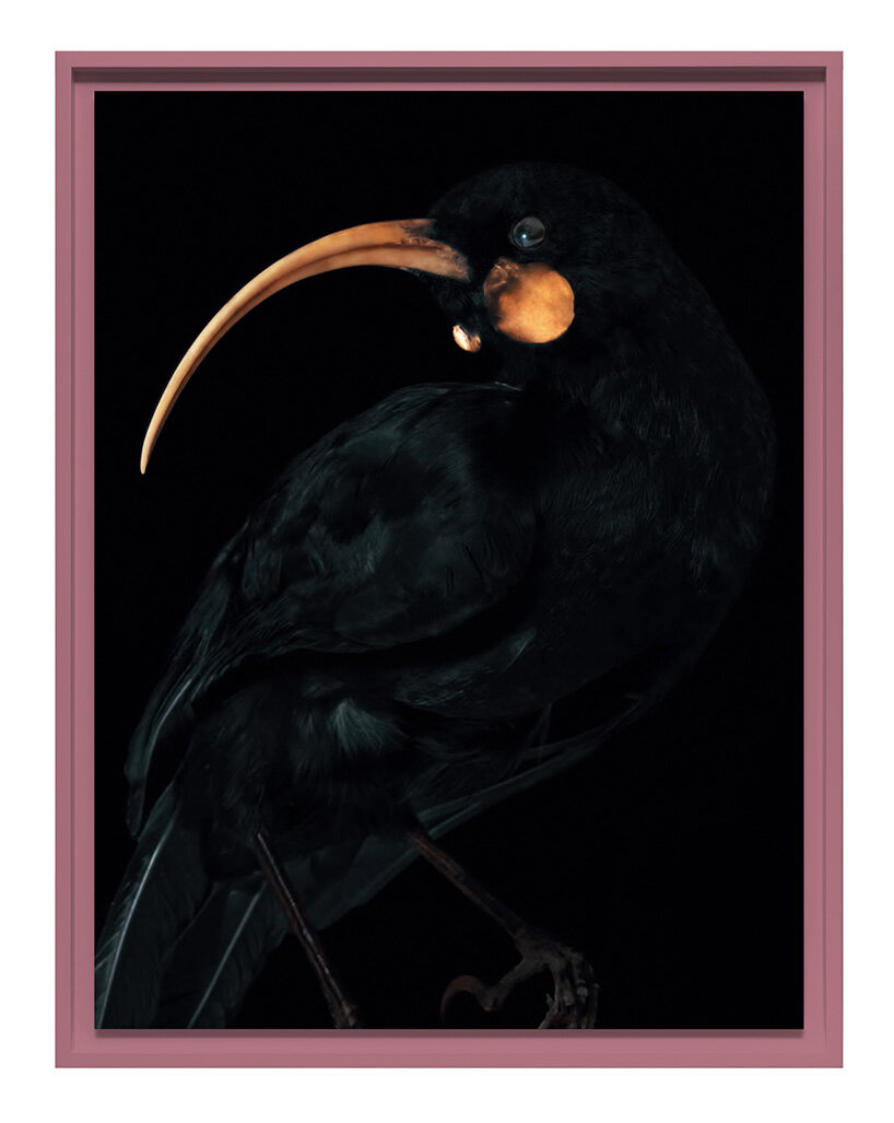 museum-held birds become portraits of ecological loss at new zealand pavilion in venice - 3