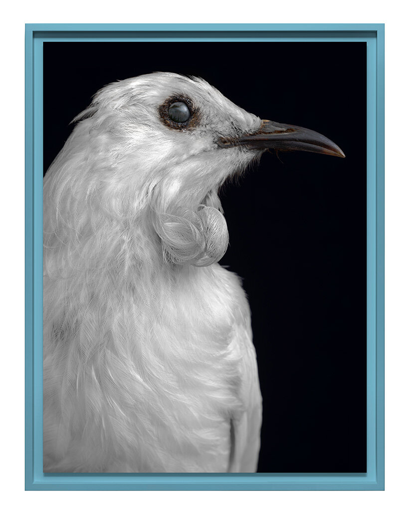 museum-held birds become portraits of ecological loss at new zealand pavilion in venice - 4