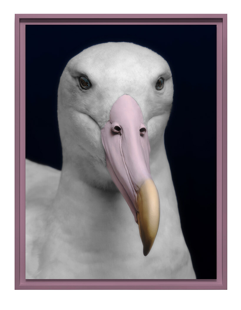 museum-held birds become portraits of ecological loss at new zealand pavilion in venice - 5