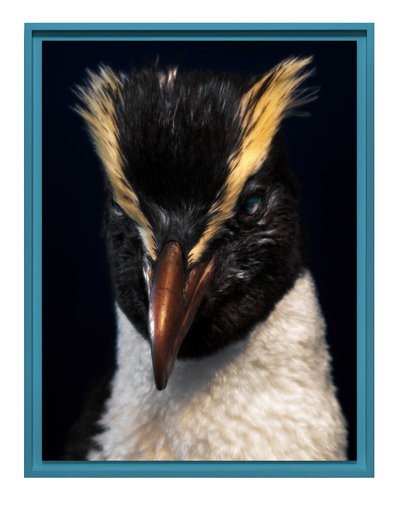 museum-held birds become portraits of ecological loss at new zealand pavilion in venice - 7