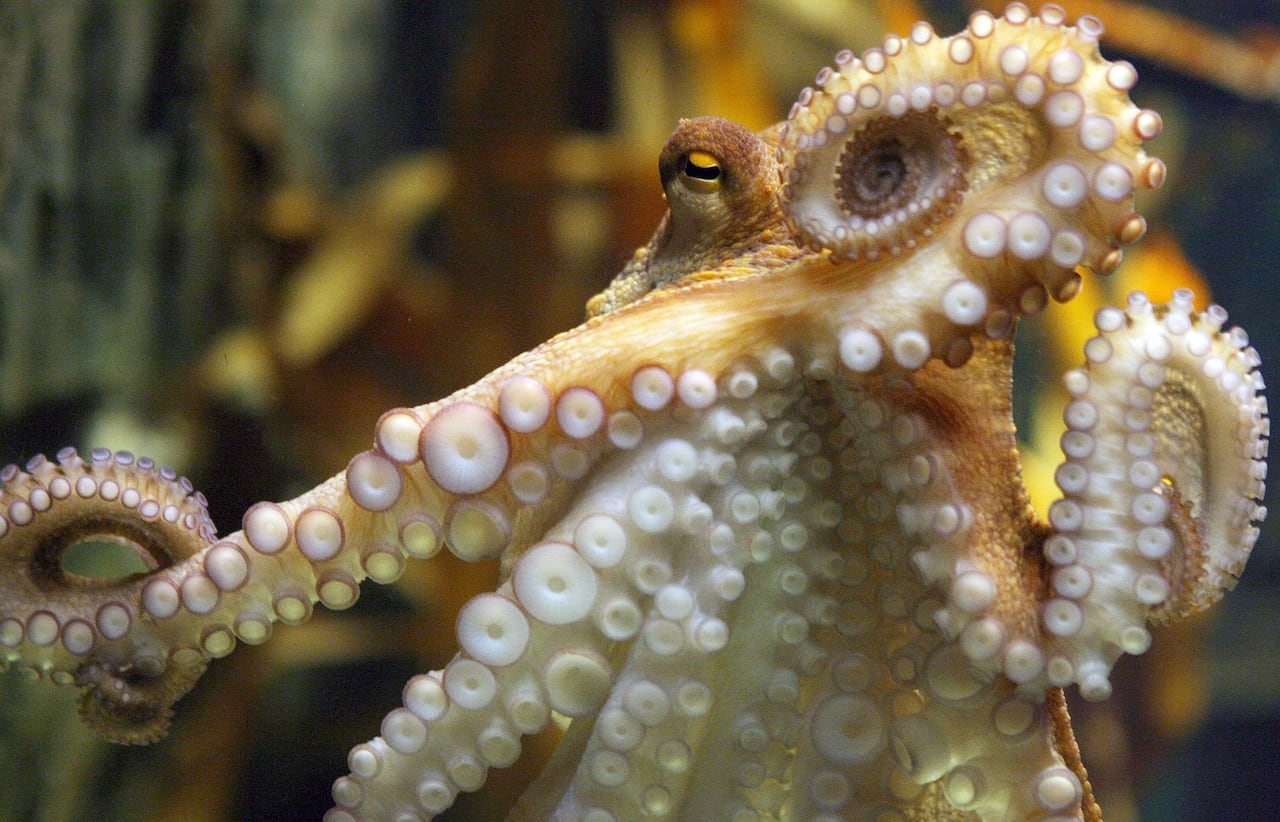 A beige coloured octopus is in an aquarium, displaying the white underside of its arms.